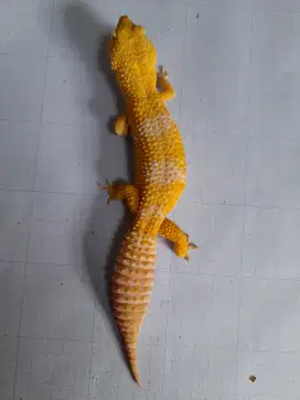 Leopard Gecko 27 cm up