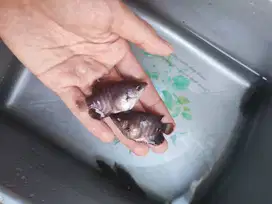 Bibit Anak Ikan Gurame Kalui