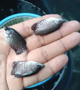 Bibit Ikan Gurame Soang