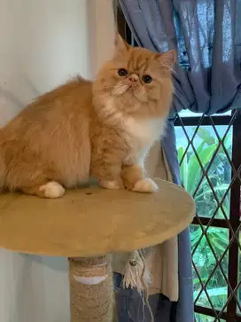 Jasa Mengawini Pacak Kucing Persian Peaknose Longhair LH
