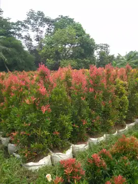 pohon pucuk merah , rumput gajah mini, rumput jepang