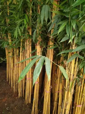 Pohon bambu kuning, atau pohon bambu panda, dan bambu jepang