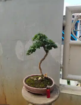 Bonsai Hokiantie Bunjin