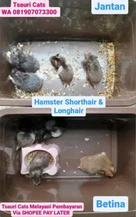 Hamster Jinak, Imut Lucu dan sangat bersahabat
Teman di rumah