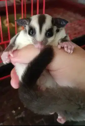 Sugar Glider White Face, Classic Grey