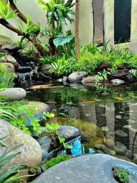 Kolam koi natural