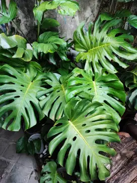 Tanaman Monstera King Daun Jumbo Subur Banget