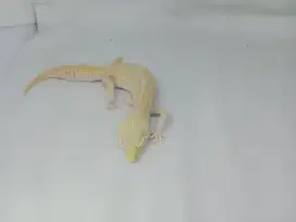 Leopard Gecko Tokek