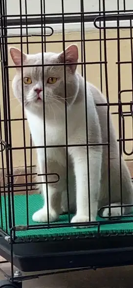 Jasa Pacak British Shorthair