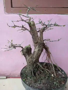 Pohon bonsai tehtehan