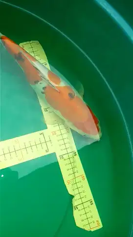 Ikan koi Sanke Doitsu 37cm tategoi