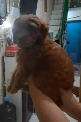 Poodle Jantan warna red kriting