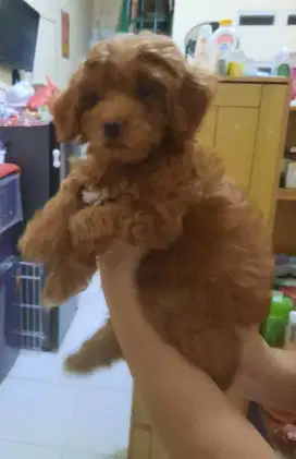 Poodle jantan warna red bulu keriting