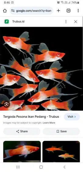 Ikan mas pedang kohaku koi