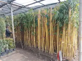Bambu kuning panda/Bali (phyllostachys vivax aureocaulis)