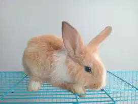Kelinci hias bulu tebal. Kami menjual berbagai macam jenis kelinci.