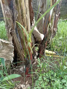 jual bibit pisang ambon cavendish