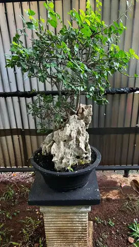 Bonsai serut karang size L besar