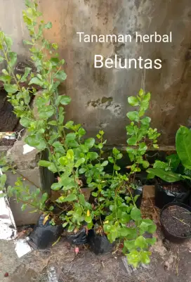 Tanaman Obat Daun Beluntas