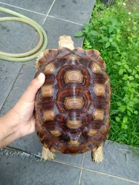 Kura kura sulcata 25 cm