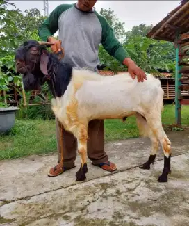 Kambing Aqiqah Potong Cacah Siap Dimasak Sendiri / Kambing Aqiqah