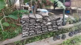 Media filter kolam koi