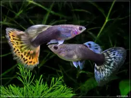 Ikan guppy mozaic multy