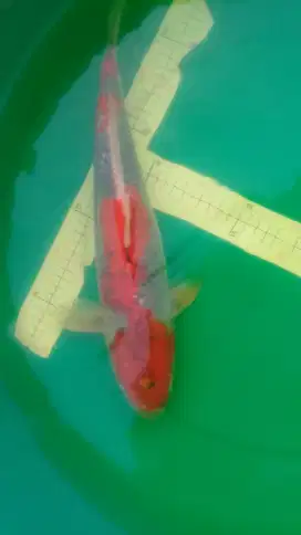 Ikan koi Goshiki red 42cm