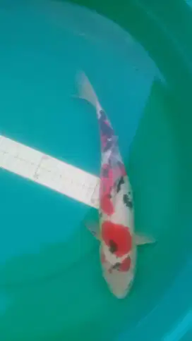 Ikan koi Sanke Doitsu 40cm