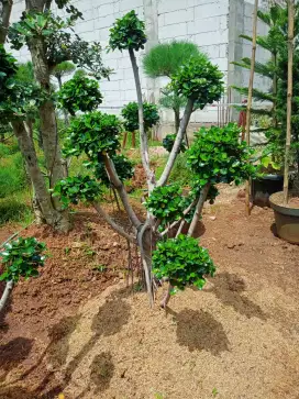 Pohon bonsai beringin Korea