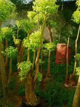 Pohon bonsai anting putri