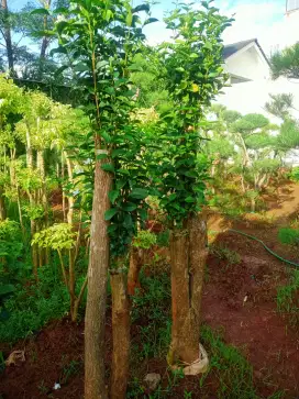 Pohon bonsai yasmin