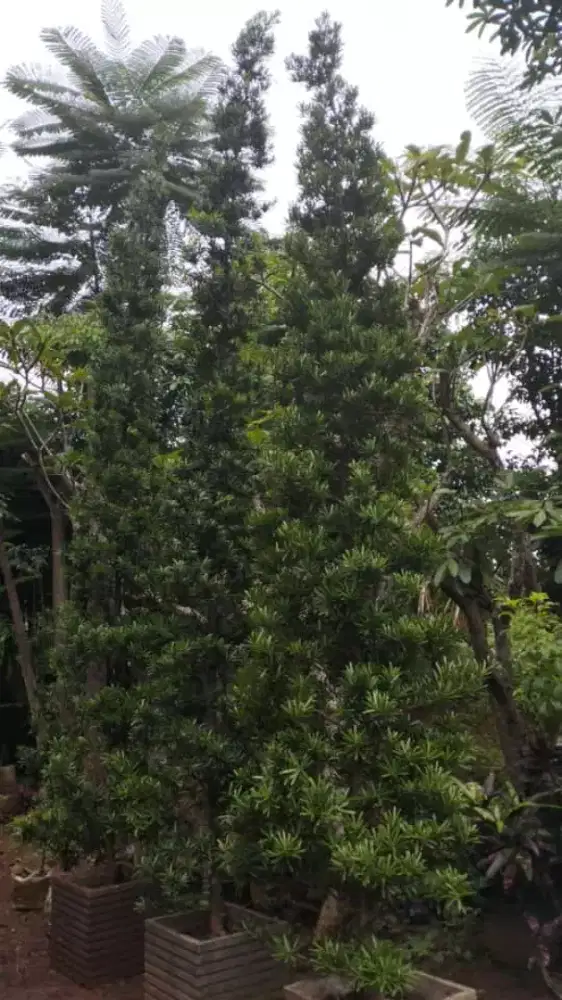 Pohon lohansung Taiwan tinggi 1 meter