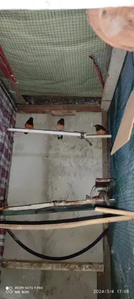 Murai batu pasangan