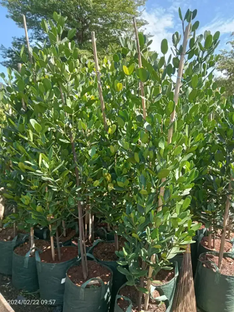 Pohon garcenia tinggi 2 meter