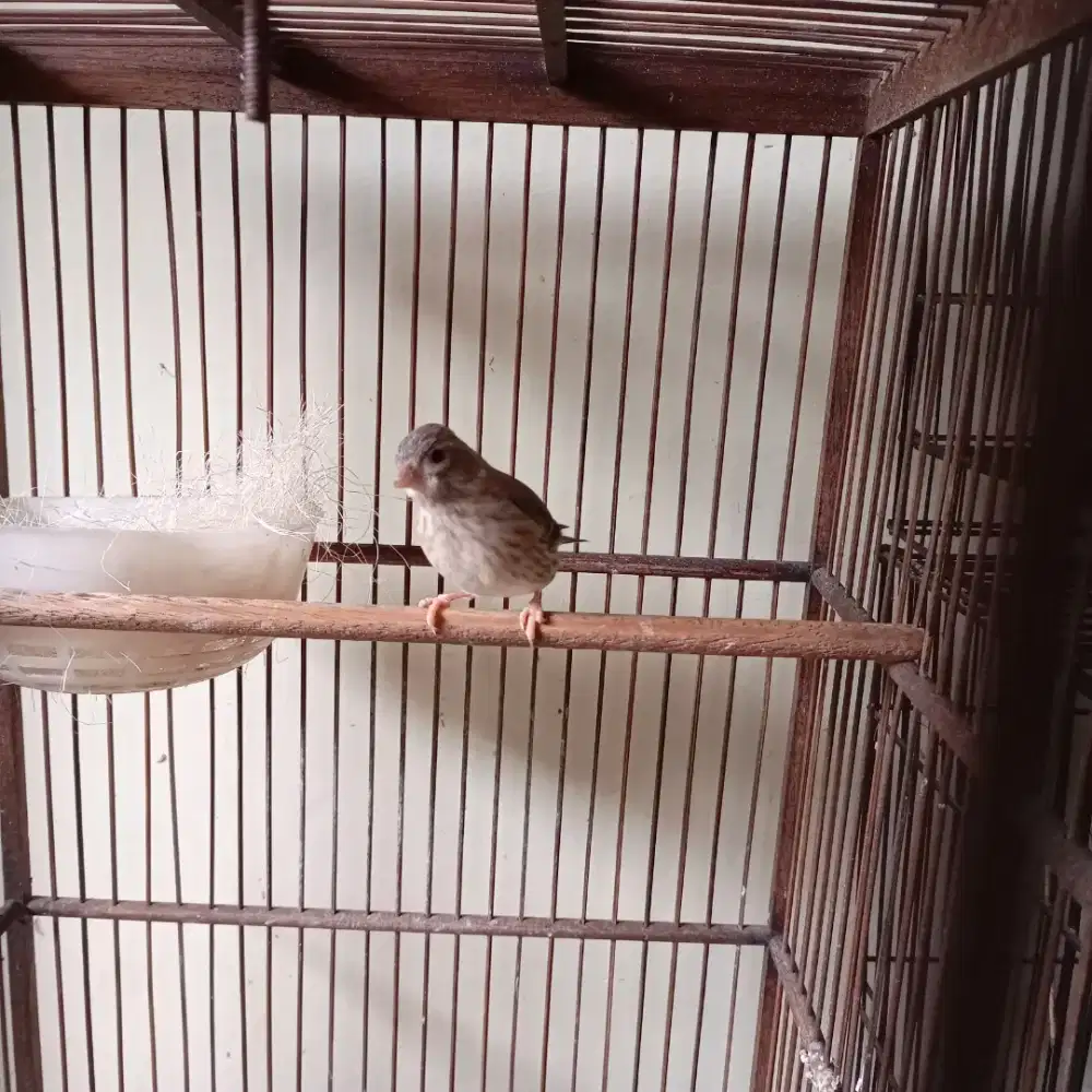 Blacksang blekseng betina