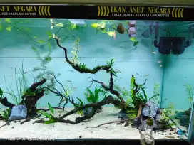 Aquarium/aquascape JUMBO full set nego