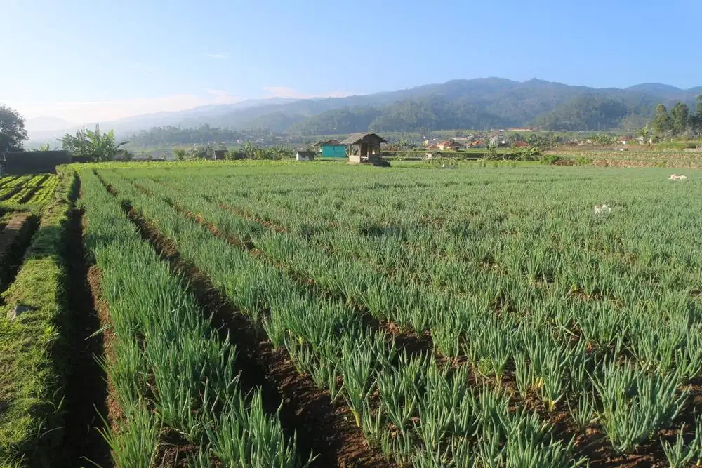Jual tanah kebun panundaan ciwidey