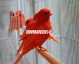 Burung kenari red intensive merah merona mewahh