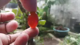 Cincin Red Baron Lostone