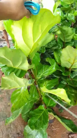 Pohon Ketapang biola atau biola cantik