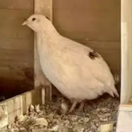 Burung puyuh albino