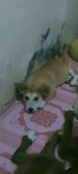 Anak anjing mix corgie