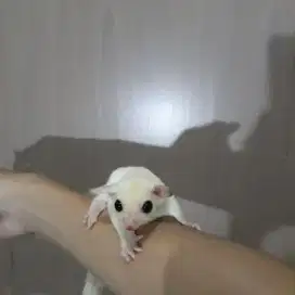 Sugar glider white moza