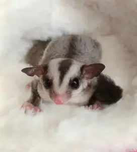 Sugar glider clasic grey