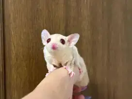 Sugar glider creamino