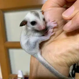 Sugar glider moza