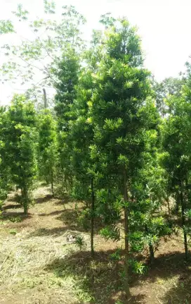 Pohon lohansung Taiwan tinggi 2 meter daun rimbhn