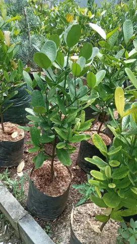 Pohon garcenia tinggi 1 meter siap kirim dan tanam