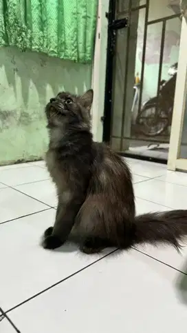 Kucing Persia Medium Persimed Peaknose Flatnose Jantan Usia 9 Bulan